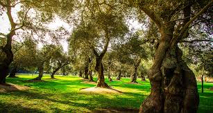 Parque olivar